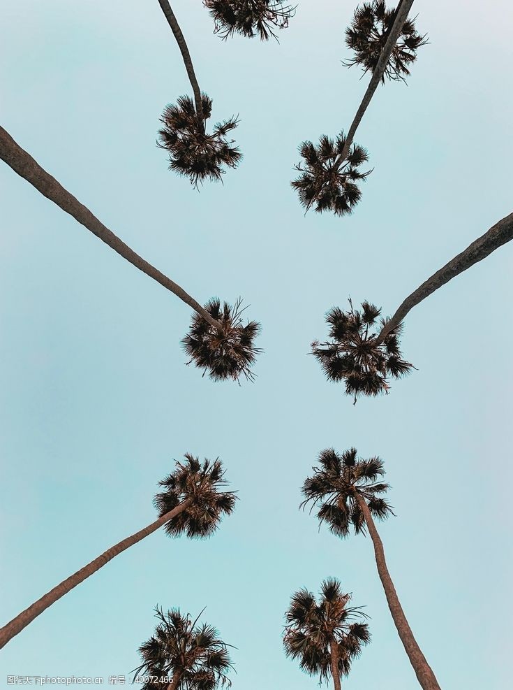 扇子棕榈树图片