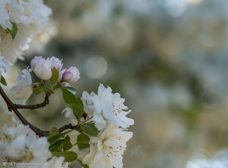 樱花摄影白色花瓣图片