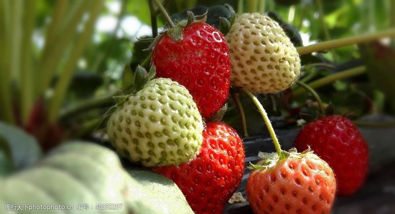 绿色饮食草莓图片