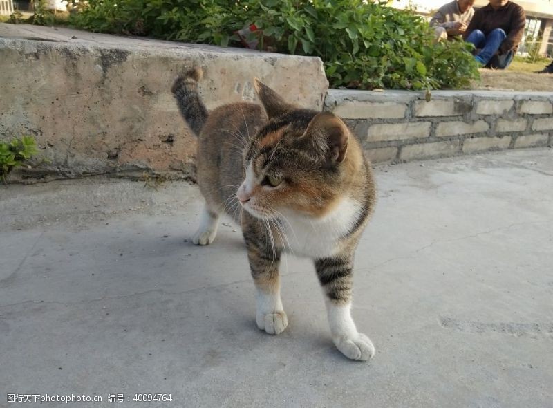 哺乳动物宠物猫图片