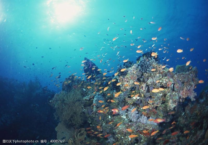 热带的海底的鱼群图片