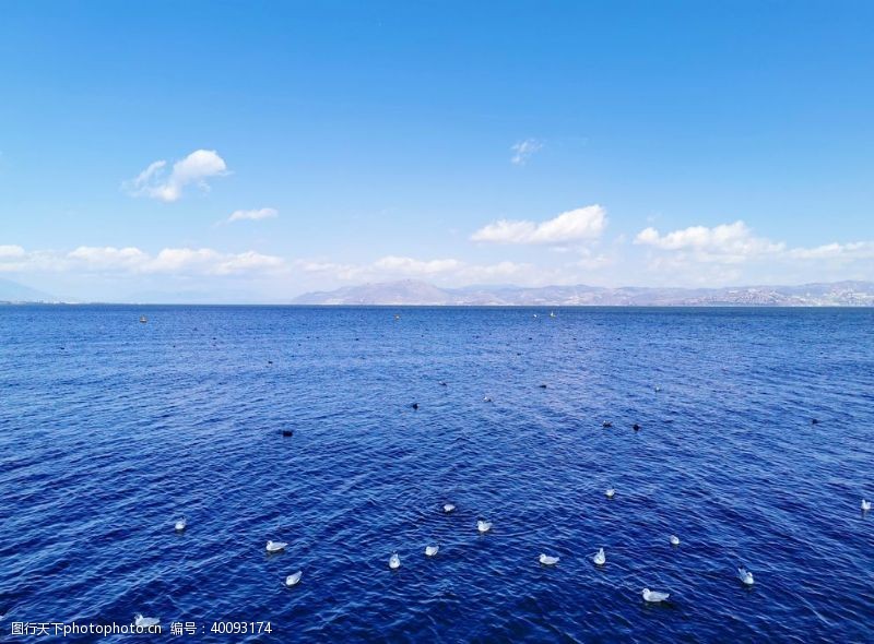 海鸥海天一线图片