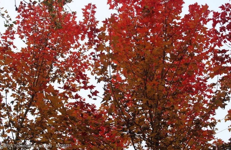 枫叶红枫数树叶秋天的景色美景图片