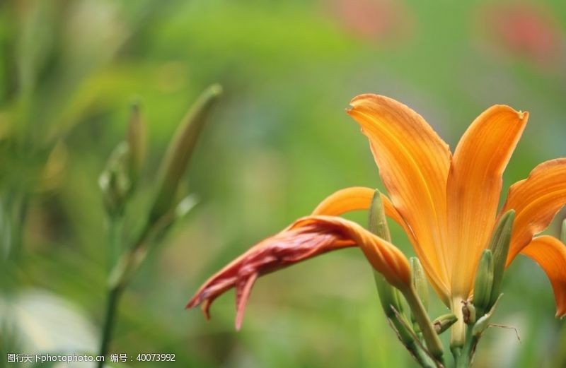 芬芳花卉图片