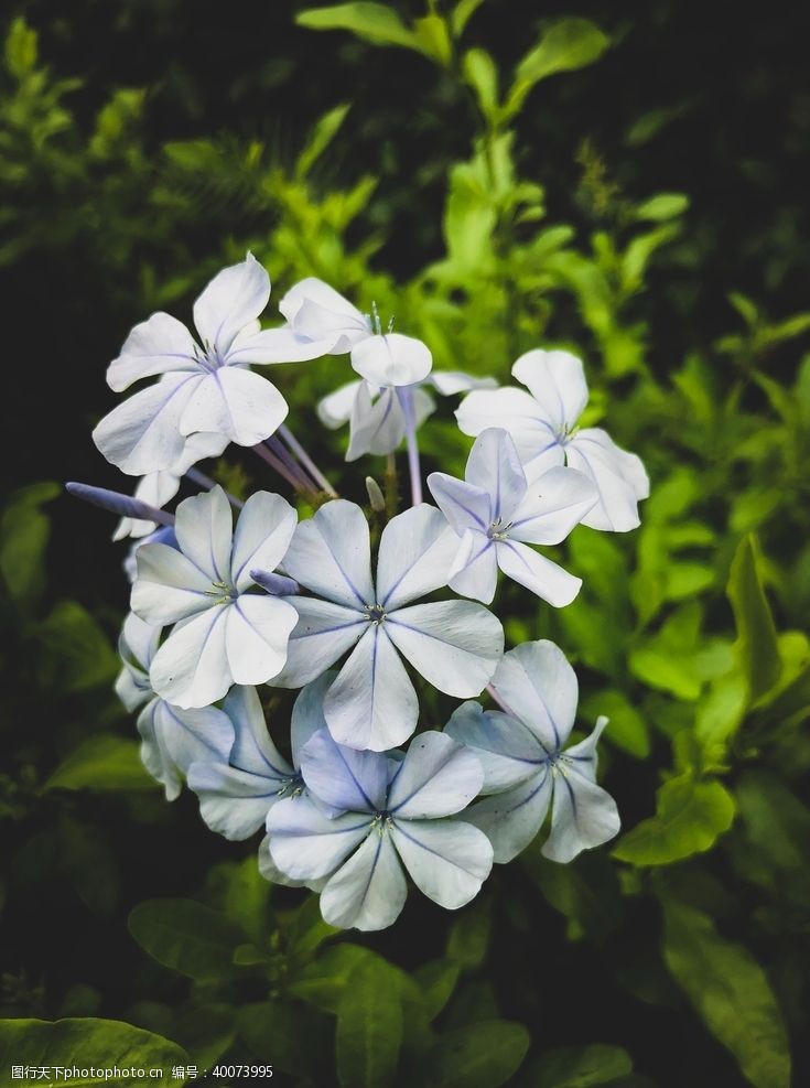色彩斑斓花卉图片