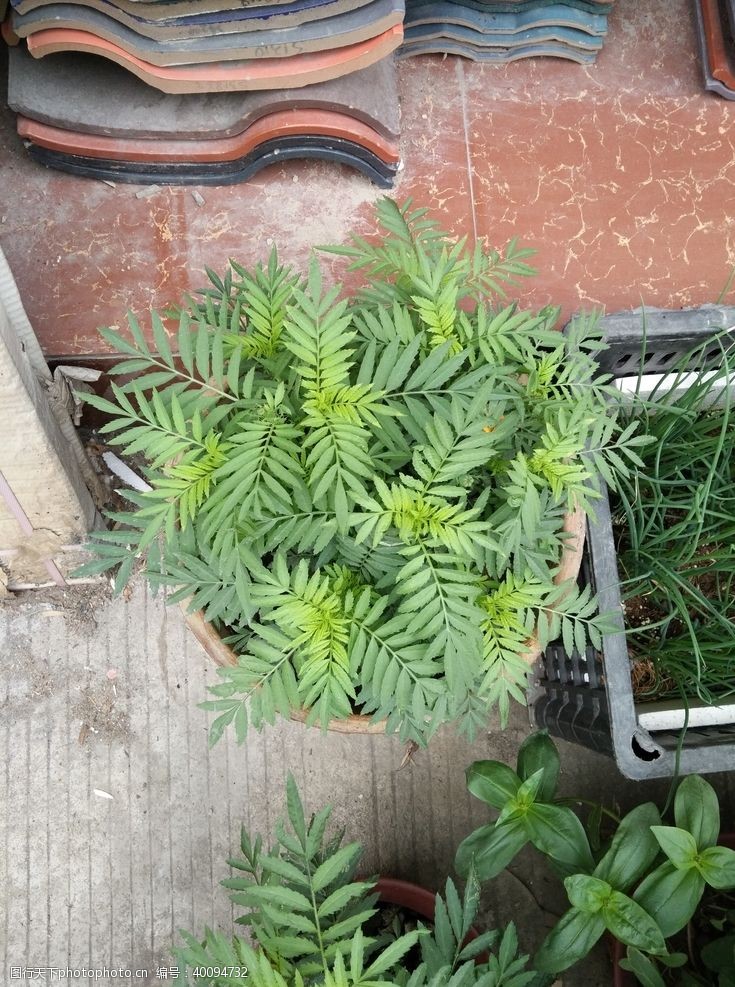 植物花纹花卉图片