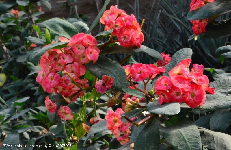 植物花卉虎刺梅图片