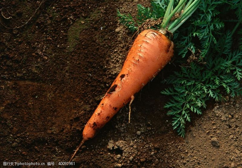 有机蔬菜胡萝卜图片