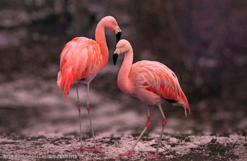 粉色风格火烈鸟图片