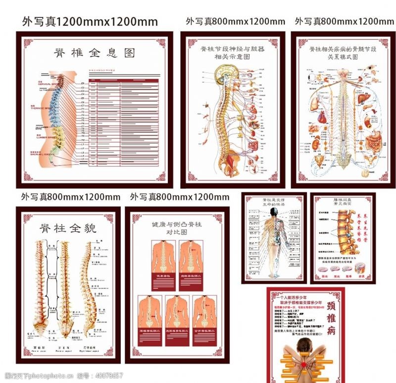 护理海报脊椎图颈椎示意图图片
