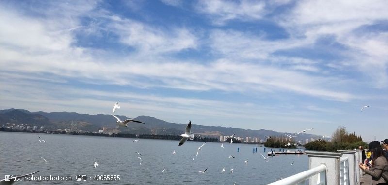 国内旅游昆明滇池海鸥图片