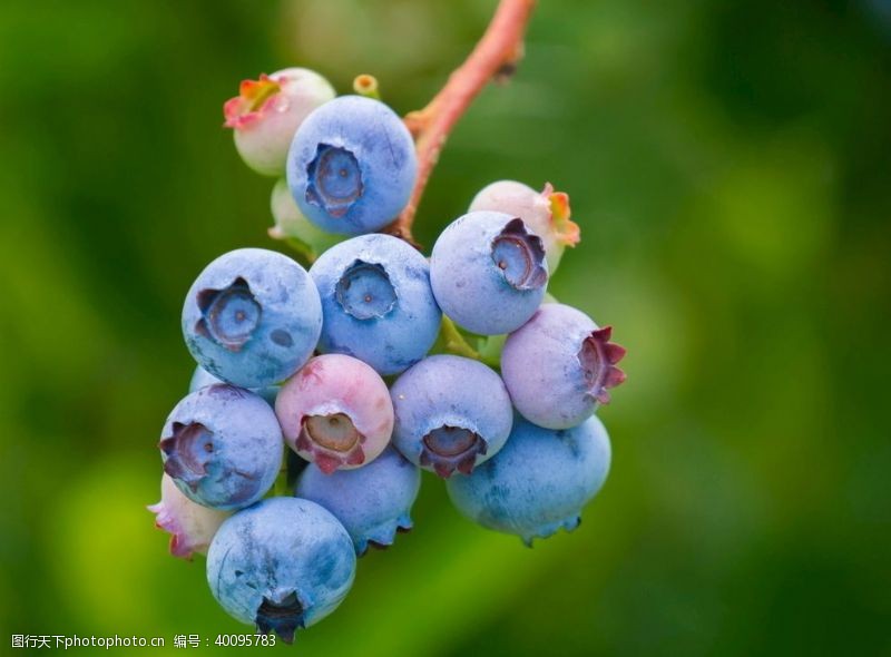 水果特写蓝莓特写图片