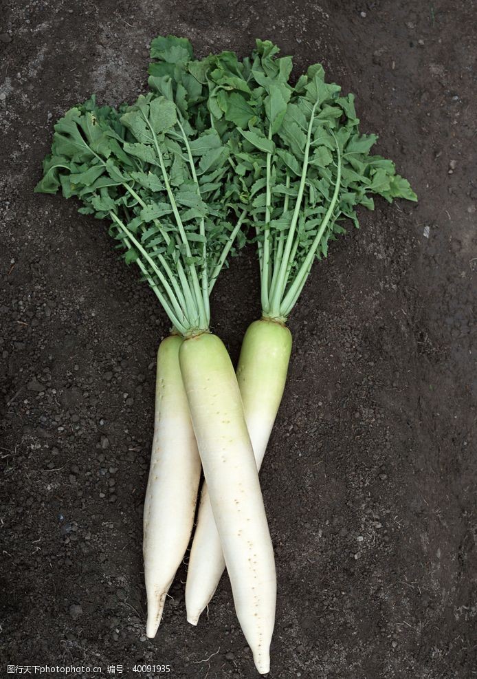 绿色食品萝卜图片