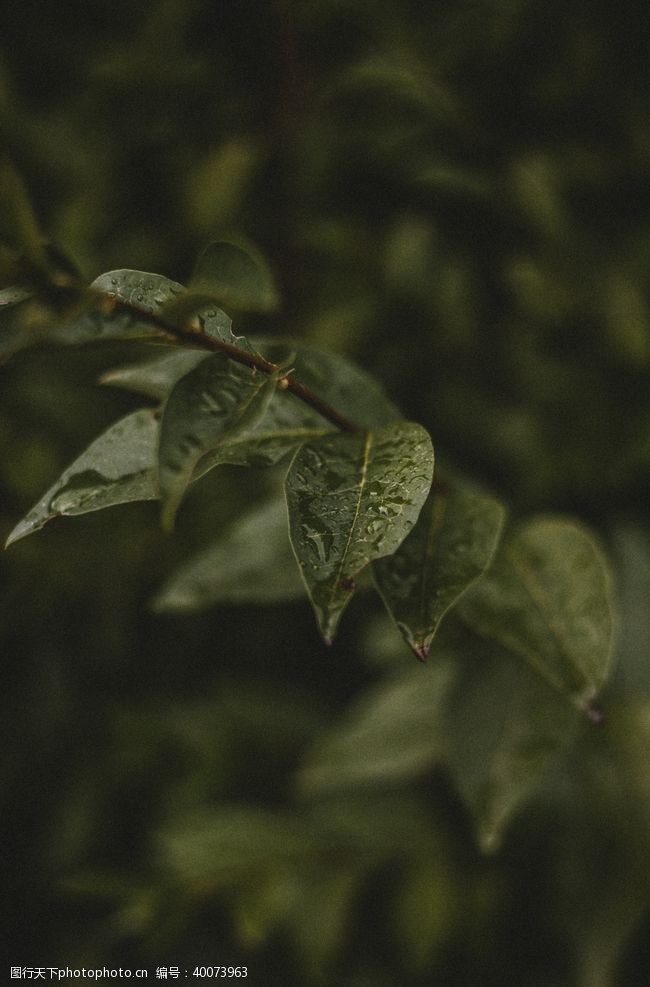 植物花纹绿叶图片