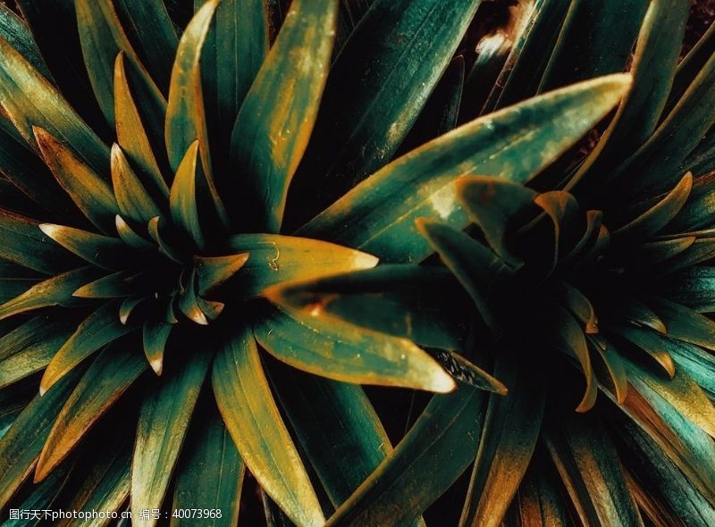 金色植物花纹绿叶图片