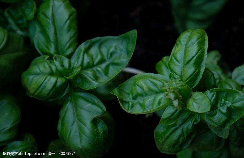 植物花纹绿叶图片