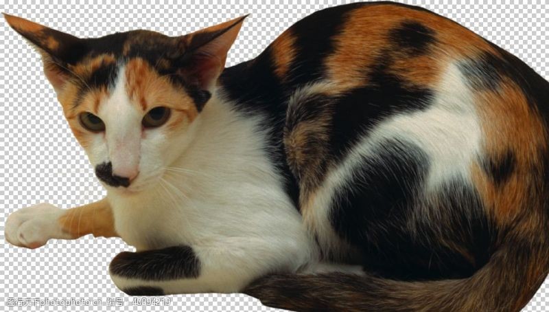 暹罗猫猫图片