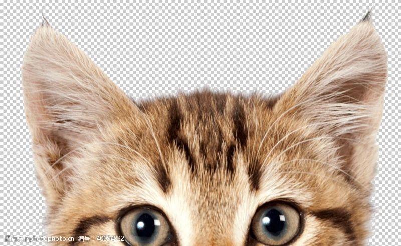 折耳猫猫图片
