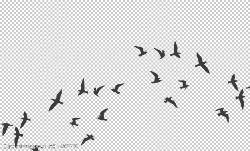 海鸥鸟图片