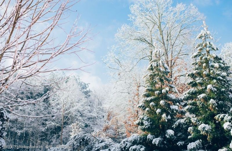 雪松圣诞节图片