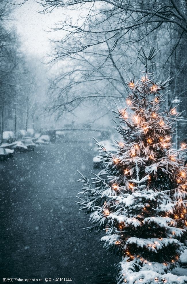 冬天的树圣诞节图片