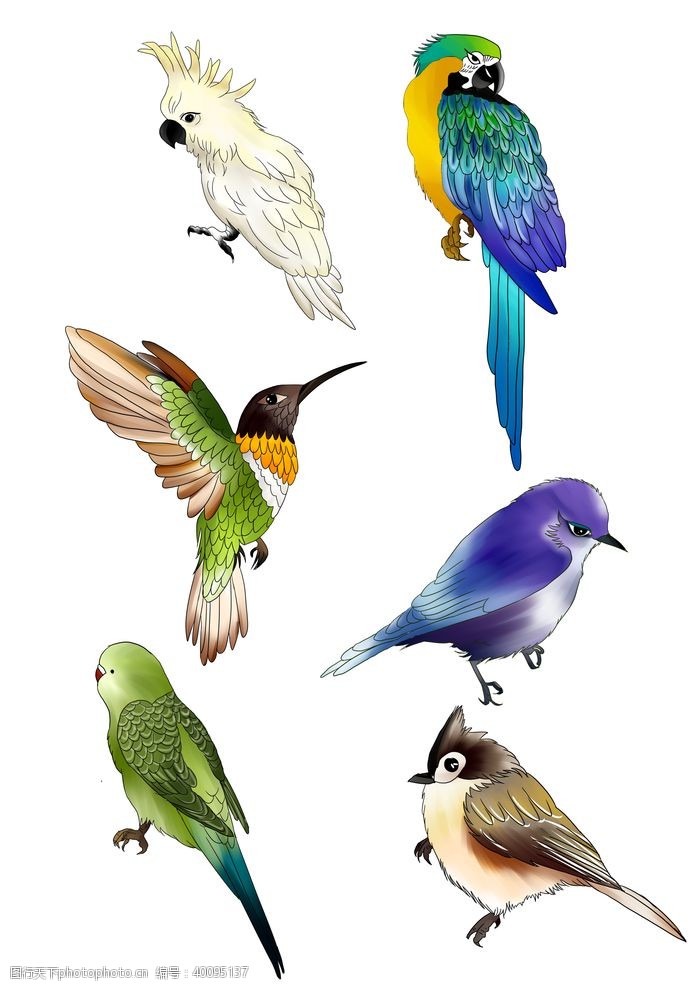 矢量动物手绘各类小鸟素材图片