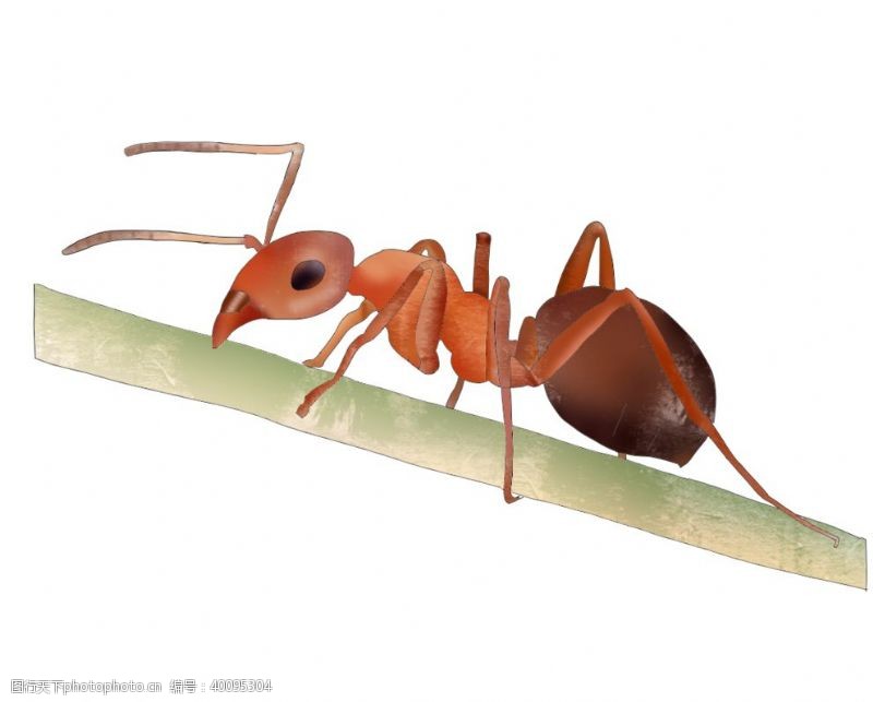 手绘蚂蚁图片