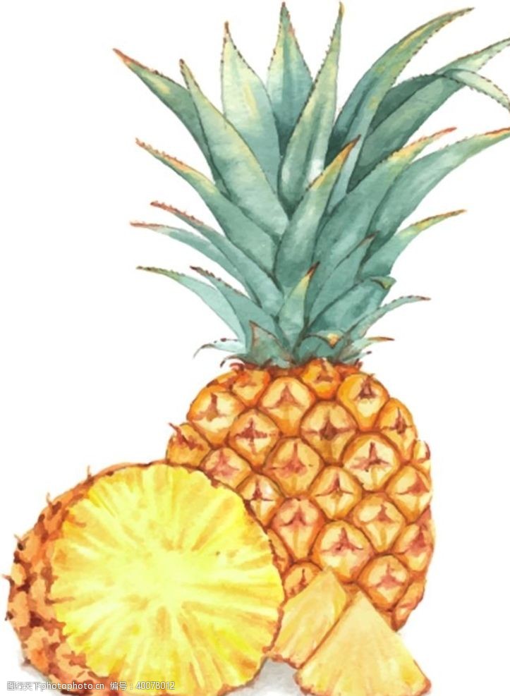 梨图片素材手绘矢量菠萝图片