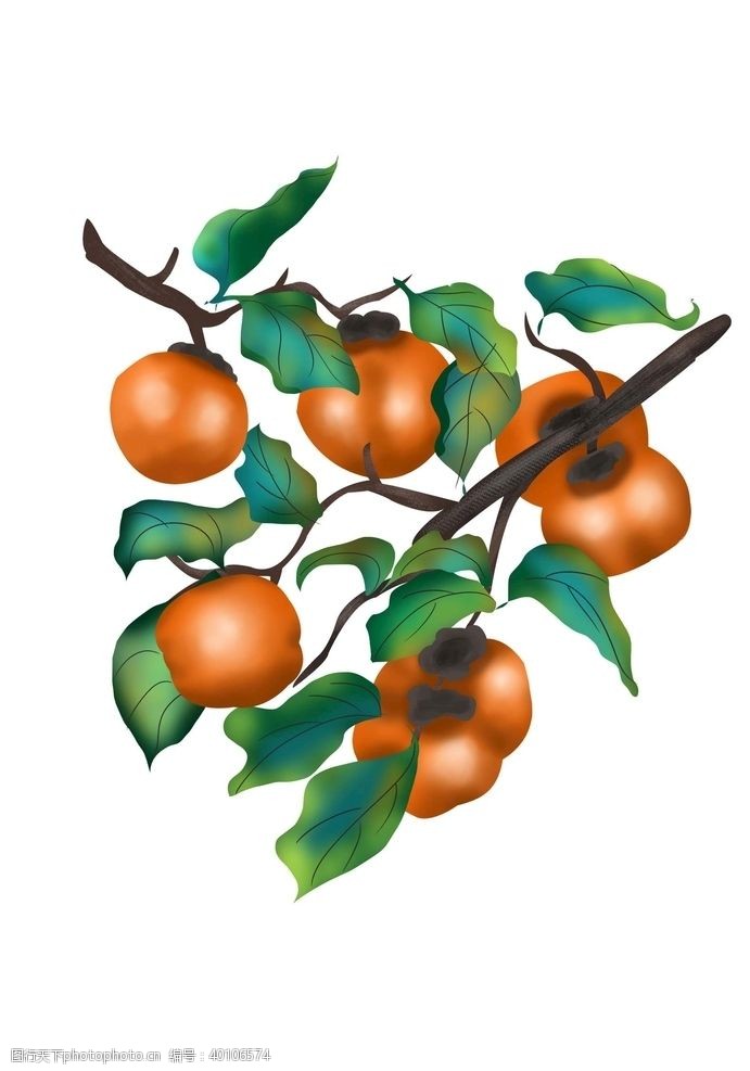 秋季手绘柿子树图片