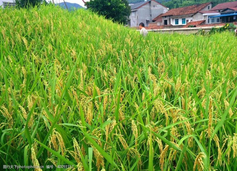 稻穗水稻图图片
