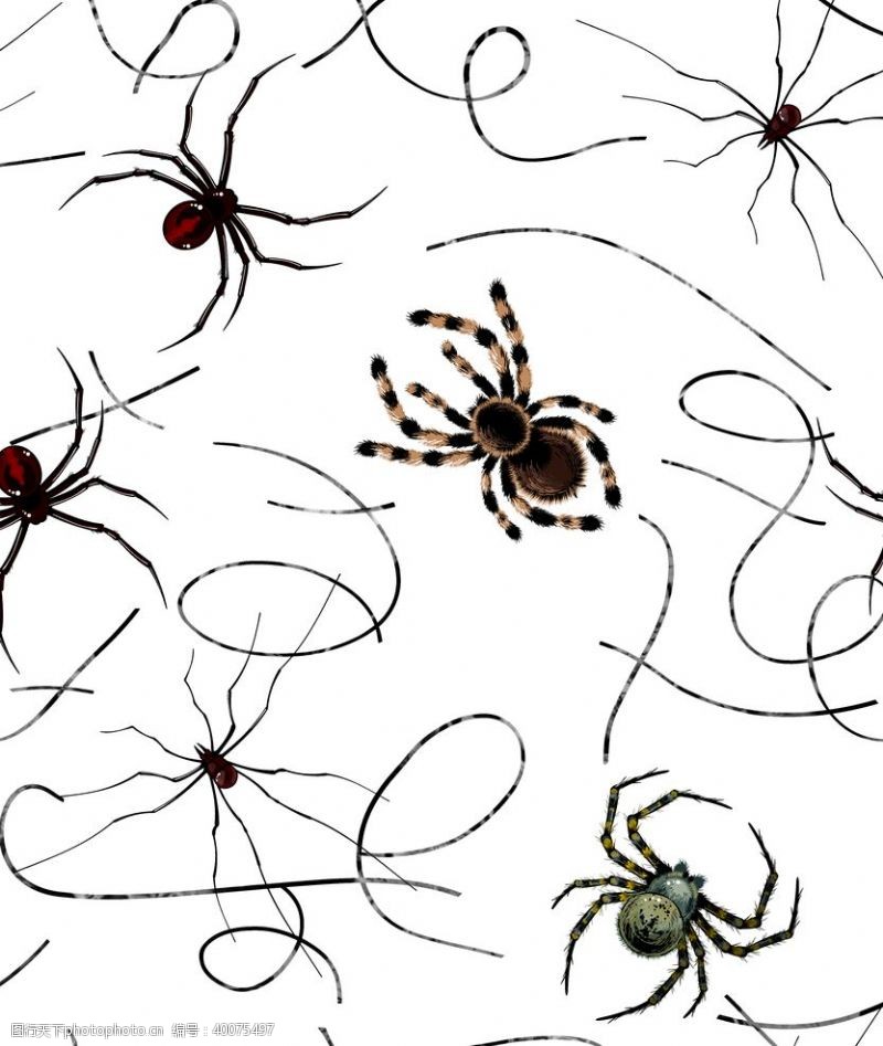 蜘蛛数码印花图片