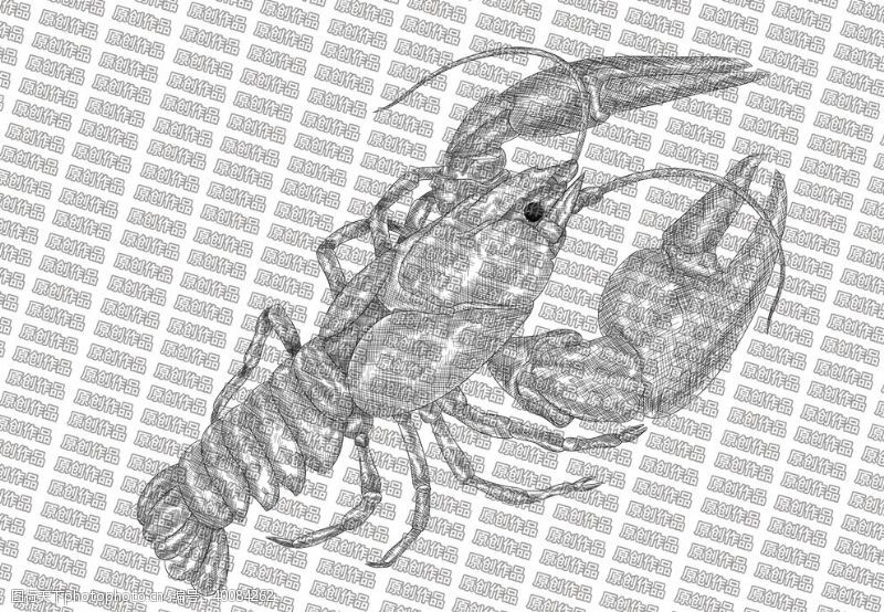 矢量虾素描龙虾图片