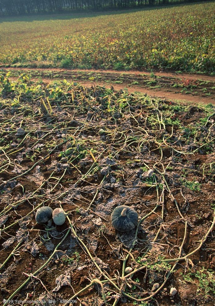 绿色食品田园南瓜图片