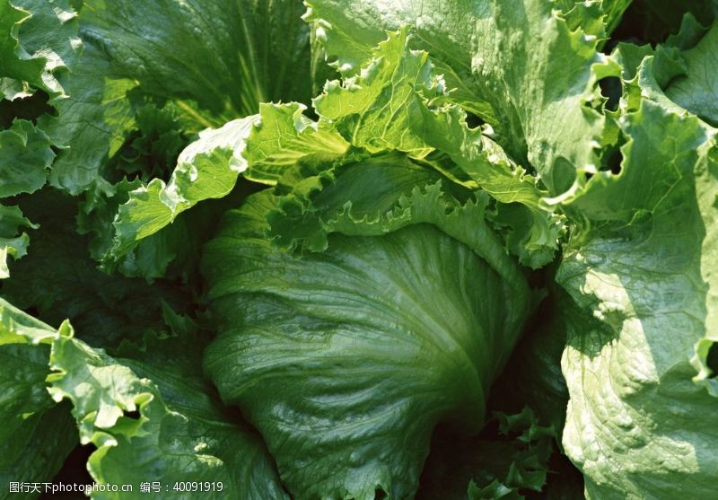 绿色产品田园蔬菜图片