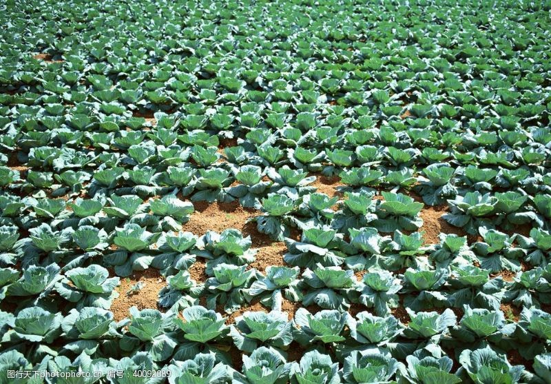 绿色食品田园蔬菜图片