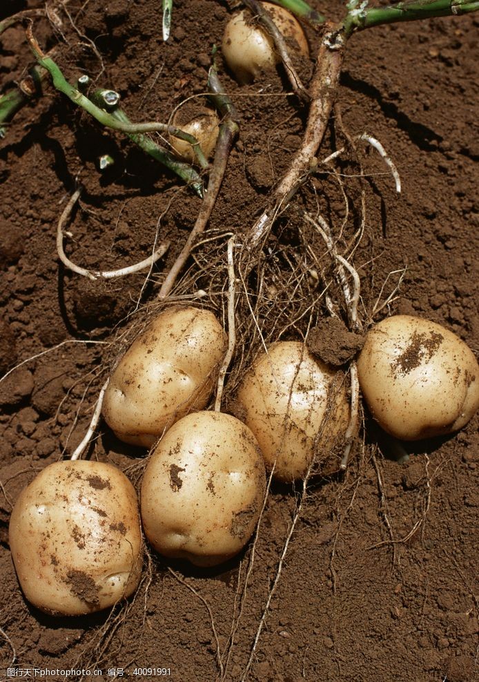 绿色食品田园土豆图片