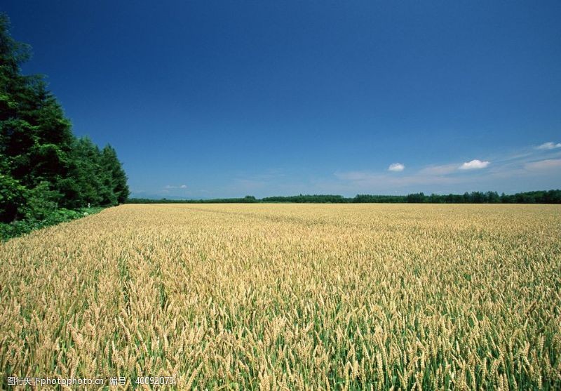 绿色食品田园图片