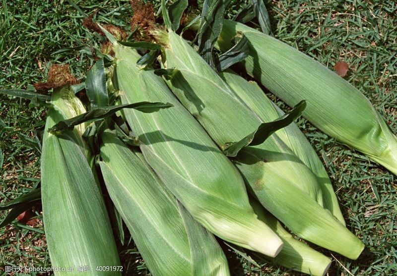 绿色食品田园玉米图片