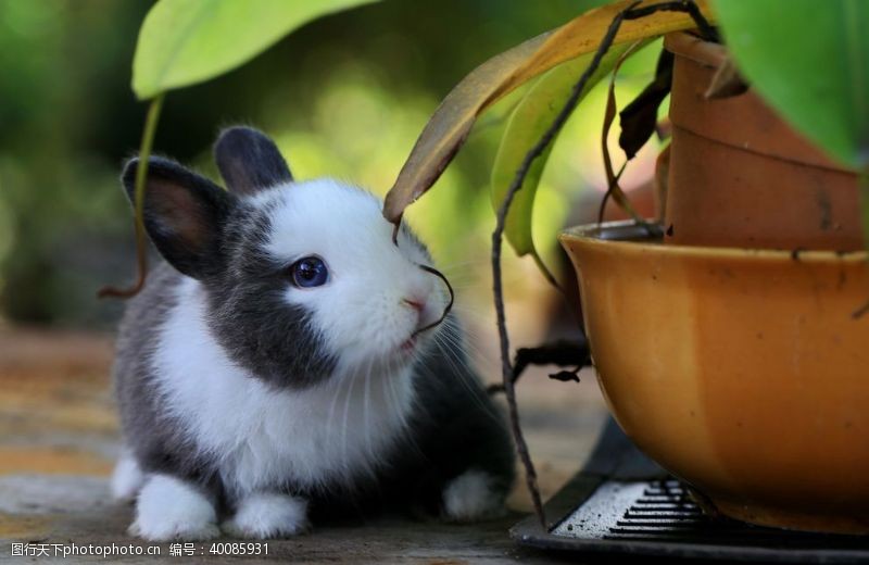 小白兔兔子图片