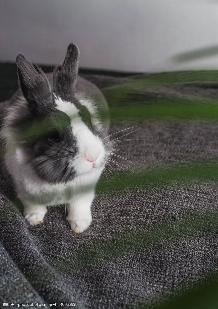 小白兔兔子图片