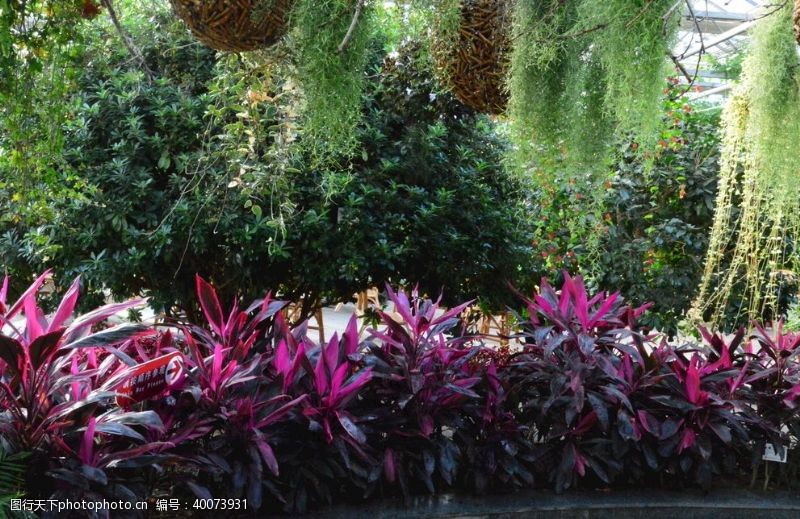 植物花卉温室风景图片