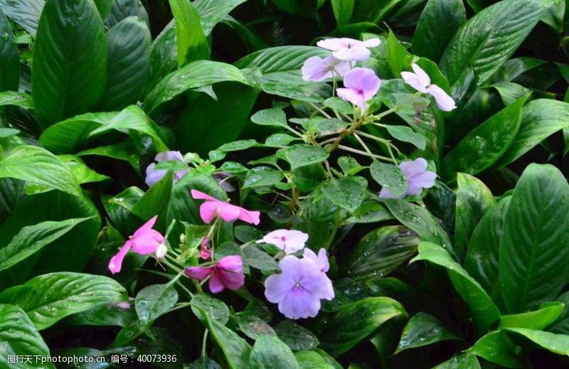 植物花卉温室风景图片