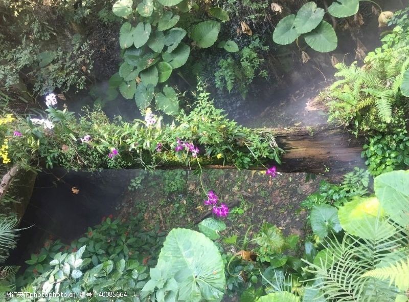 厦门旅游厦门植物园热带雨林区图片