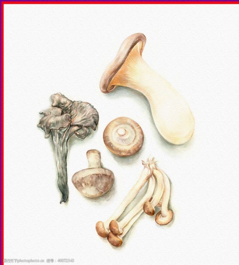 蘑菇素材香菇蘑菇图片