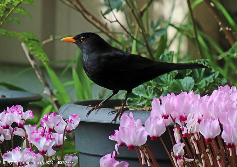 兔子花仙客来图片