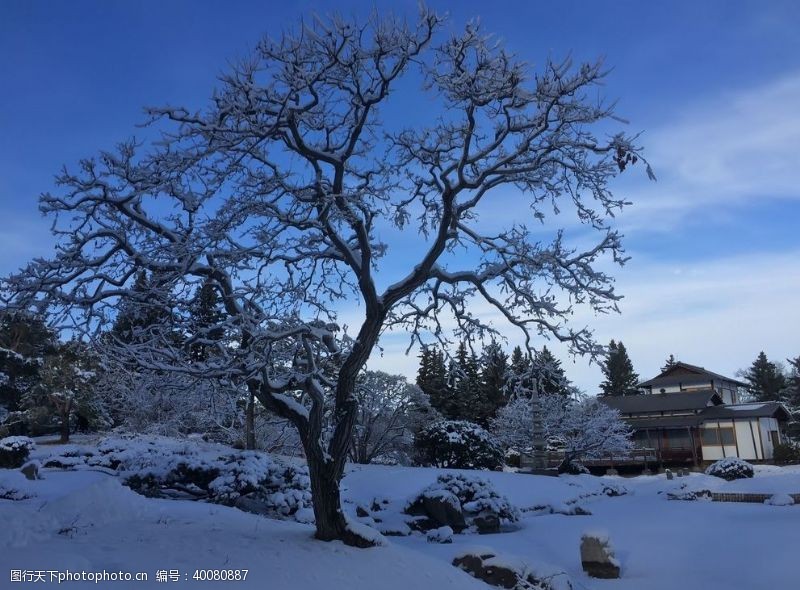 树新风雪景图片