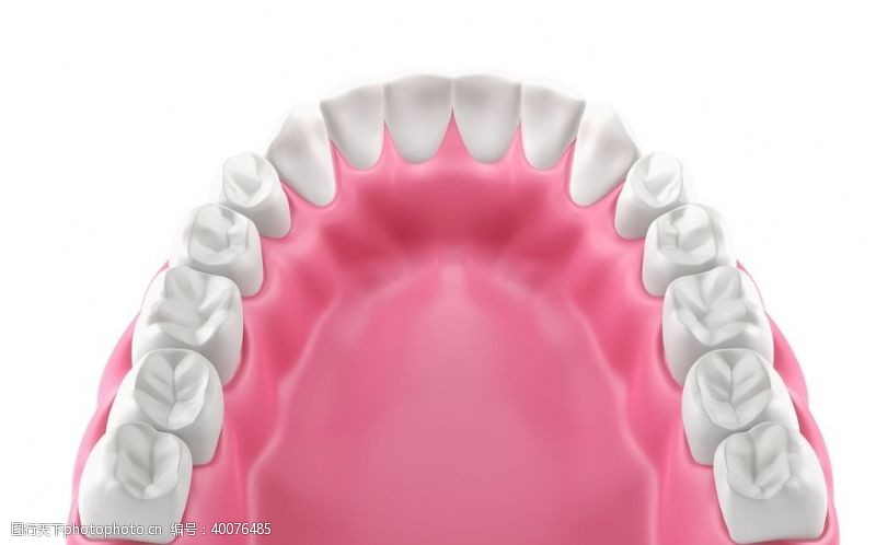 医生牙齿模型图片