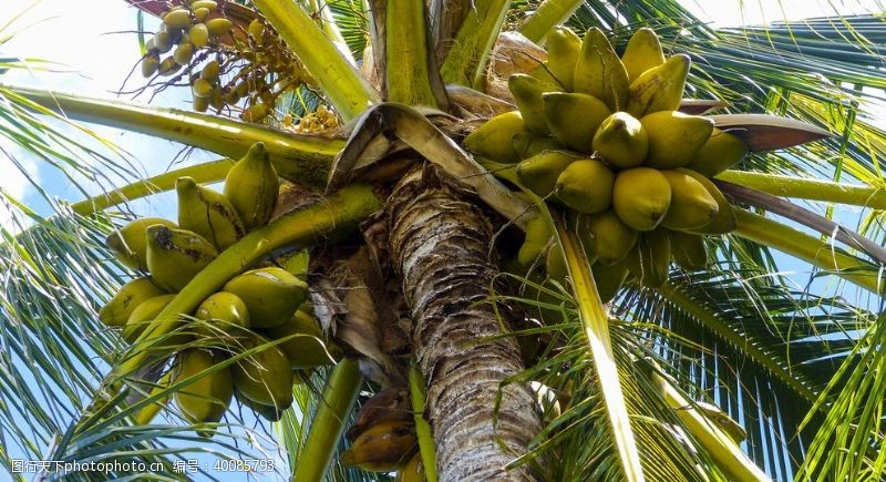 热带的椰树上的椰子图片