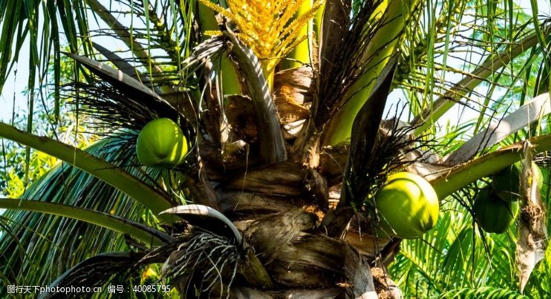 热带椰树上的椰子图片