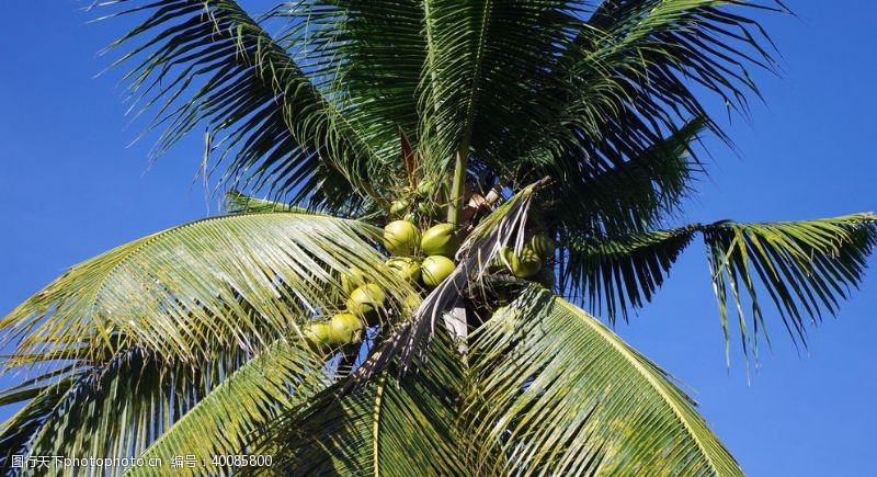 光带椰树上的椰子图片